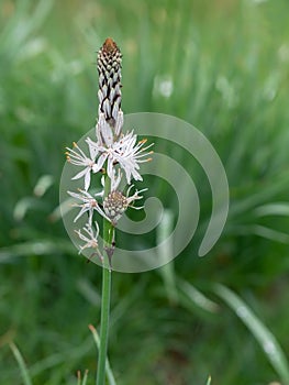 Asphodelus alba aka White asphodel growing wild in Logarghena