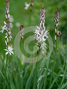 Asphodelus albus aka White asphodel growing in the foothills of the Apennines, Italy.