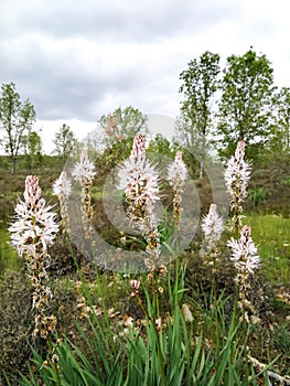 Asphodelus albus photo