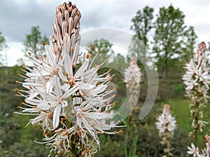 Asphodelus albus - Gamon blanco, Asphodelus albus photo