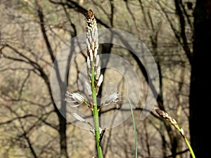 Asphodelus albus or white asphodel flowering plant photo
