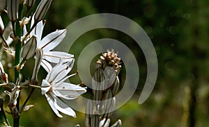 Asphodelus cerasiferus or Branched asphodel is a perennial herb in the Asparagales order in bloom in the forest of Tenerife.