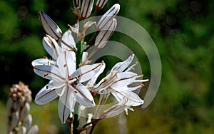 Asphodelus cerasiferus or Branched asphodel is a perennial herb in the Asparagales order in bloom in the garden of Tenerife,.