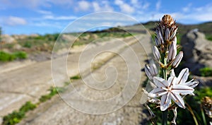 Asphodelus cerasiferus or Branched asphodel is a perennial herb in the Asparagales order in bloom in Teno Alto,Tenerife