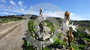 Asphodelus cerasiferus or Branched asphodel is a perennial herb in the Asparagales order in bloom in Teno Alto,Tenerife