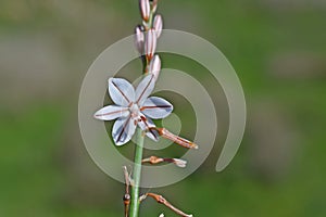 Asphodelus fistulosus, hollow-stemmed asphodel photo