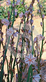 Asphodelus fistulosus  Pink asphodel, hollow-stemmed asphodel  . Beautiful. photo