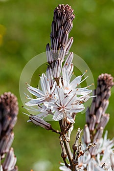 Asphodelus flower photo