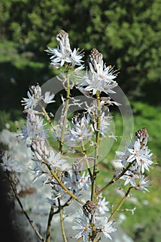 Asphodelus  flowers in the park.