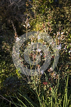 Asphodelus ramosus, the branched asphodel,