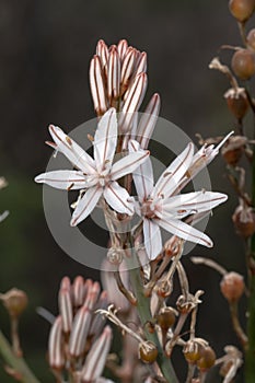 Asphodelus ramosus (branched asphodel) flower