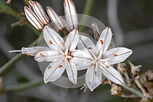 Asphodelus ramosus (branched asphodel) flower