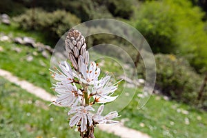 Asphodelus ramosus, the branched asphodel, is a perennial herbaceous plant in the order Asparagales. Similar in appearance to
