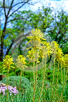 Asphodelus ramosus - close-up of an inflorescence with yellow flowers against a background of blue sky in the garden photo