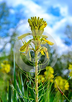 Asphodelus ramosus - close-up of an inflorescence with yellow flowers against a background of blue sky in the garden photo