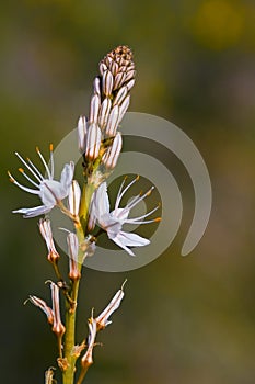 Asphodelus ramosus wildflower in groves around Kibbutz Kfar Glikson, northwest Israel.