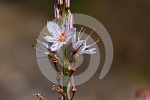 Asphodelus ramosus wildflower in groves around Kibbutz Kfar Glikson, northwest Israel.