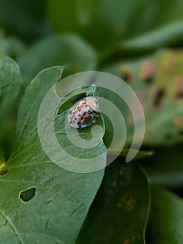 an Aspidimorpha miliaris insect perched on a wild kale leaf