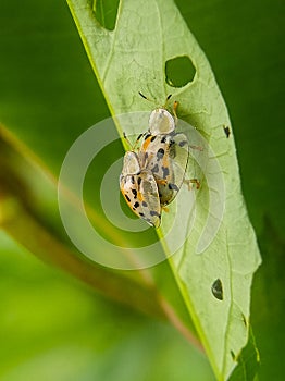 Aspidimorpha miliaris with mating patner on green leaf background photo