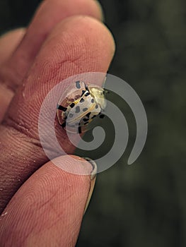 Aspidimorpha miliaris is a widespread species of Asian beetle in the family Chrysomelidae. Ladybug on the finger. animals, insects