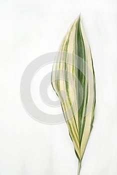 Aspidistra elatior Variegate leafe. Decorative leafe isolated on white background