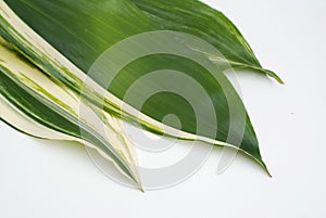 Aspidistra leafe with white streepes latior Variegate. Islolated on white background.