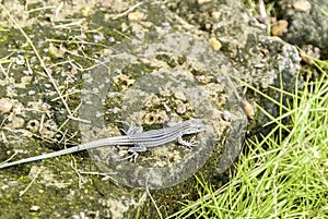 Aspidoscelis neomexicana, New Mexico Whiptal Lizard, commonly called Mato, Lagartija, guaricongo, guitarrero, Canaima National photo