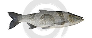 Aspius fishing. Big asp fish isolated on white background