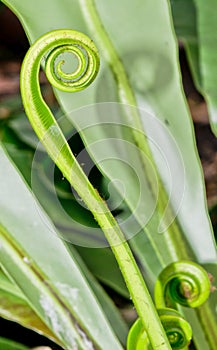 Aspleniaceae in farm