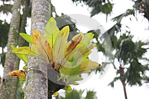 Aspleniaceae fern