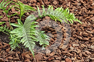 Asplenium bulbiferum fern growing on mulched soil photo