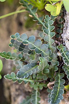 Asplenium ceterach fern