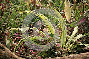 Asplenium fern leaves