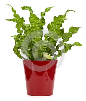 Asplenium flower on white background