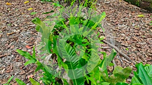 Asplenium fragilis is a plant that grows on tree trunks in humid conditions