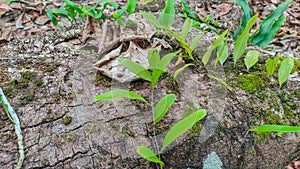 Asplenium fragilis is a plant that grows on tree trunks in humid conditions