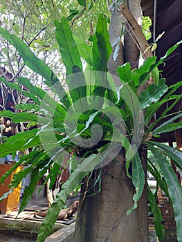 Asplenium nidus with big leaves attached to tree photo