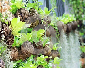 Asplenium nidus (bird nest fern)