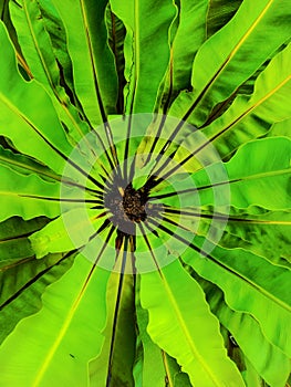 [Asplenium nidus] Bird`s nest fern background