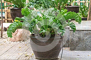 Asplenium Nidus or Bird`s nest fern on pot in a garden.Nest fern green leave in nature background.