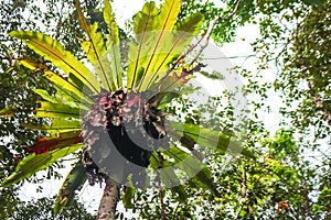 Asplenium nidus, or Bird's Nest Fern on a tree