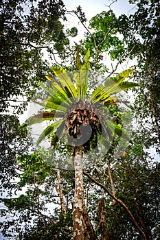 Asplenium nidus, or Bird's Nest Fern on a tree