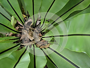 Asplenium nidus or birds nest fern