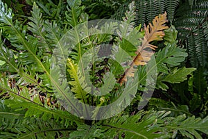 Asplenium nidus, Birdâ€˜s nest fern center with wet leaves