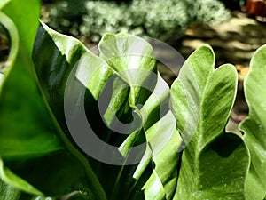 Asplenium nidus cobra healthy leaves