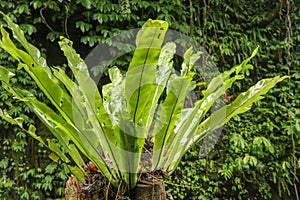 Asplenium nidus Epiphyte leaves close up. Soft focus green leaves of Fern Bird`s Nest in the tropical jungle, exterior outdoor