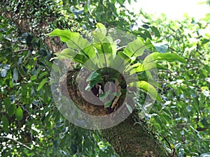 Asplenium nidus fern