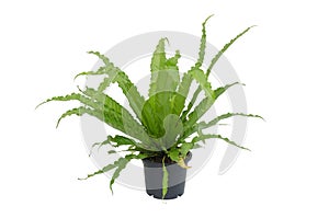 Asplenium nidus fern photo