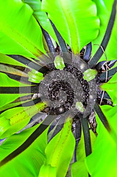 Asplenium nidus leaf