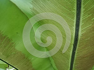 Asplenium nidus leaf (Bird\'s Nest Fern)